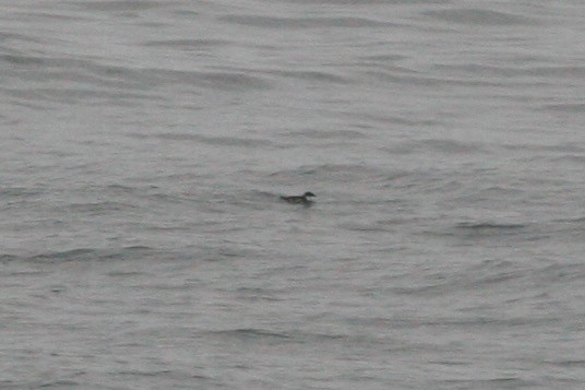 Peruvian Diving-Petrel - ML286328521