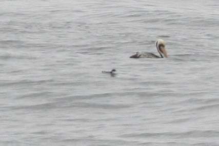 Peruvian Diving-Petrel - ML286328531