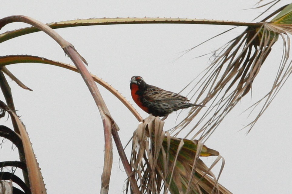 Peruvian Meadowlark - ML286329211