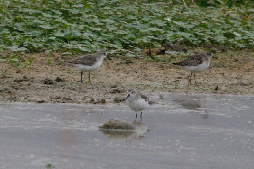 Semipalmated Sandpiper - ML286329261