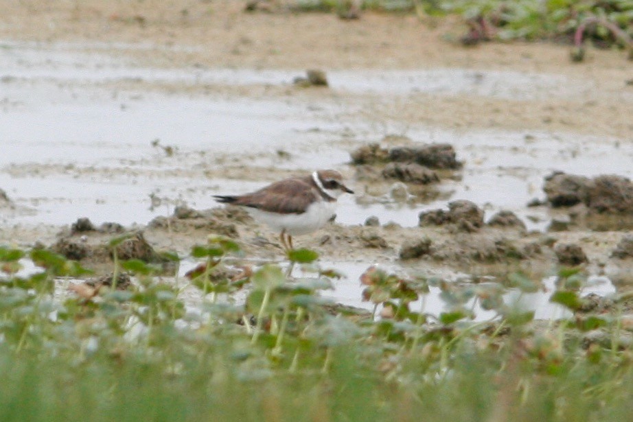 Semipalmated Plover - ML286329281
