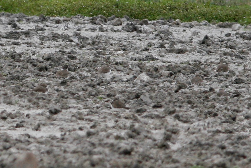 Semipalmated Plover - ML286329291