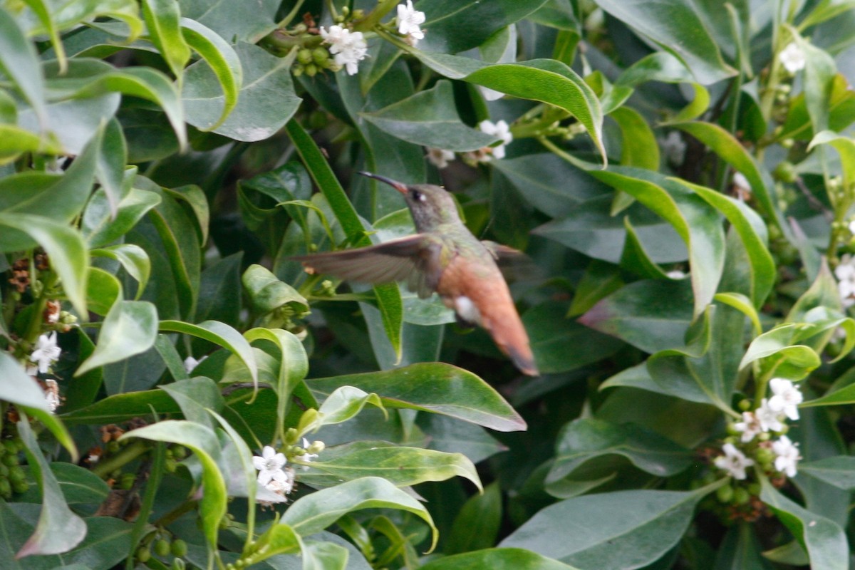 Amazilia Hummingbird - ML286329471