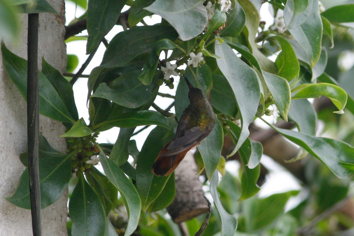 Amazilia Hummingbird - ML286329481