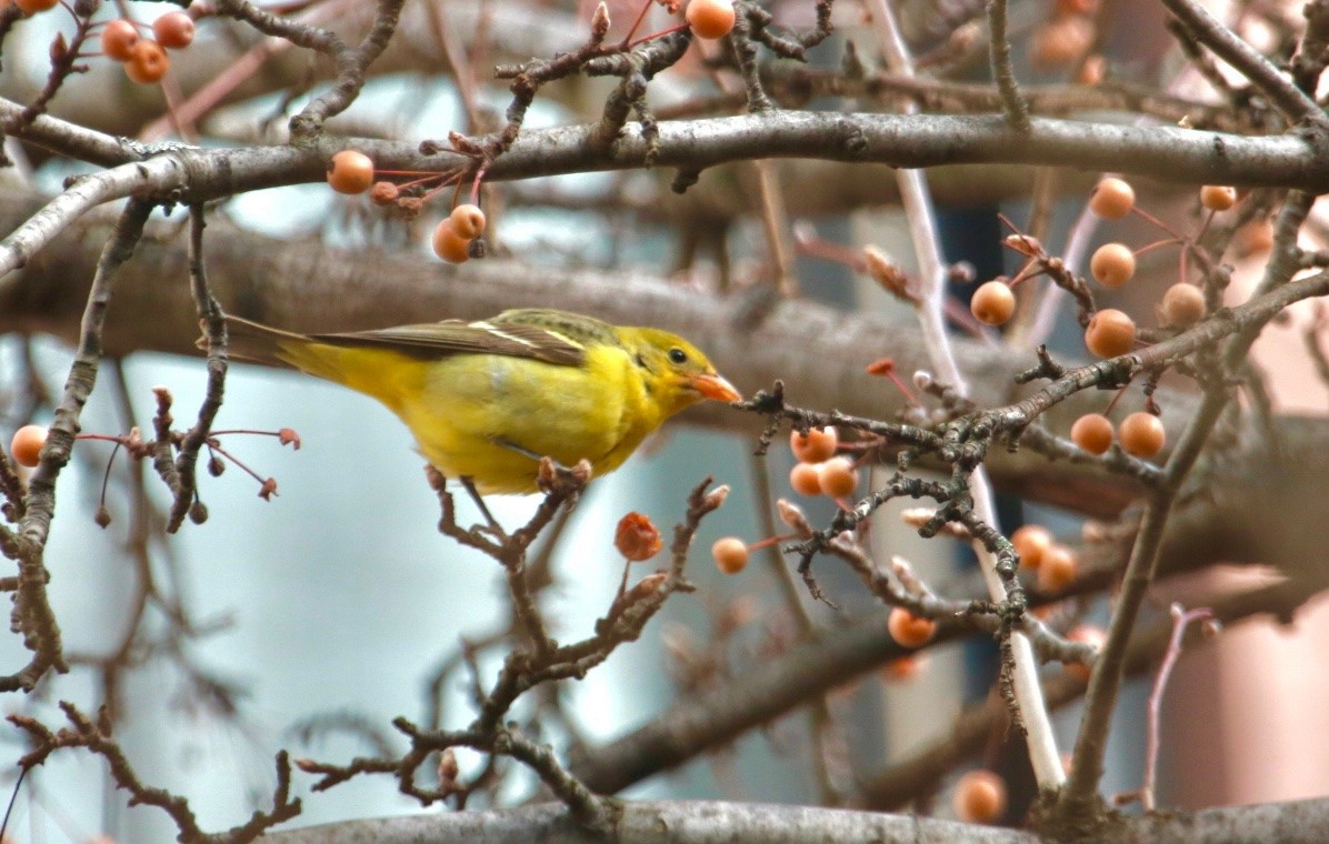 Western Tanager - ML286330501