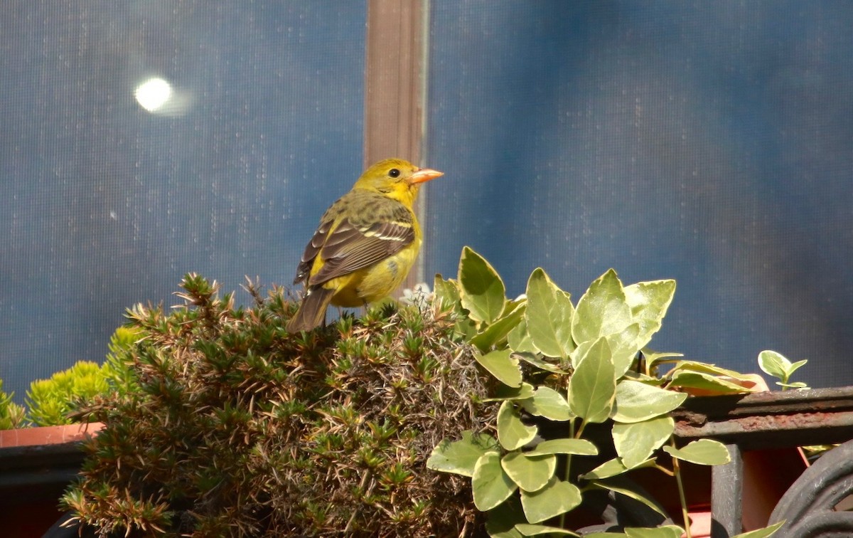 Western Tanager - ML286330511