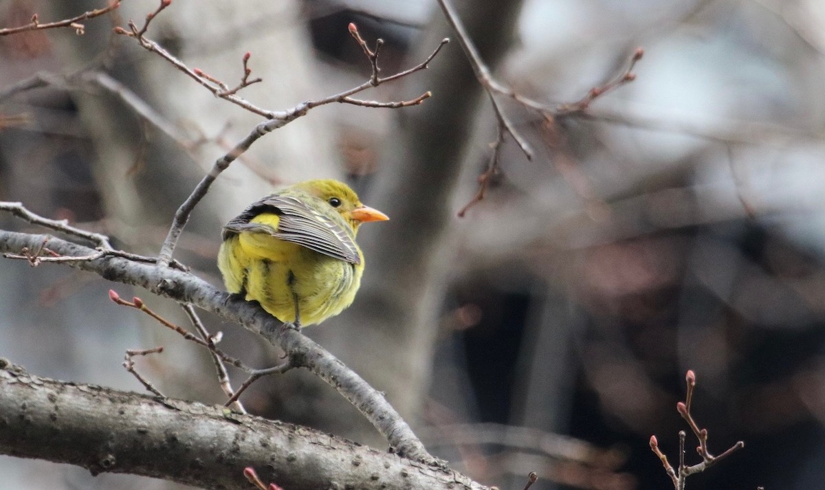 Western Tanager - ML286330521
