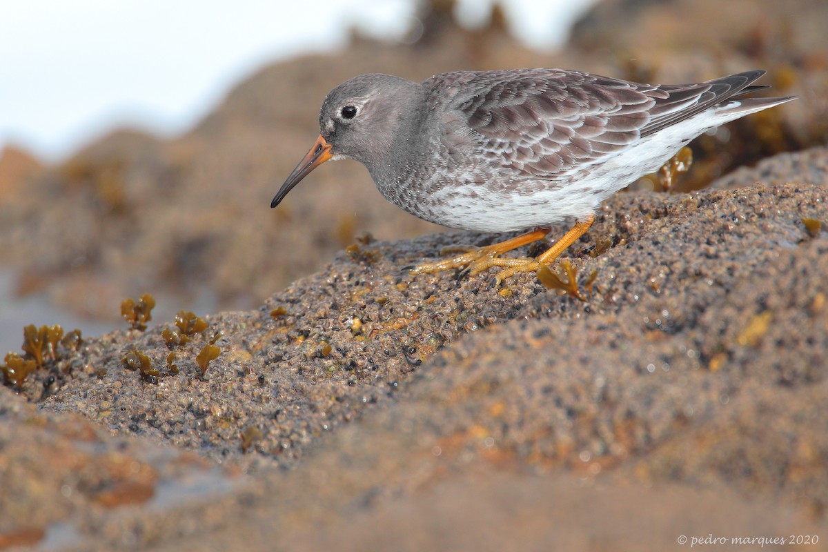 Purple Sandpiper - Pedro Marques