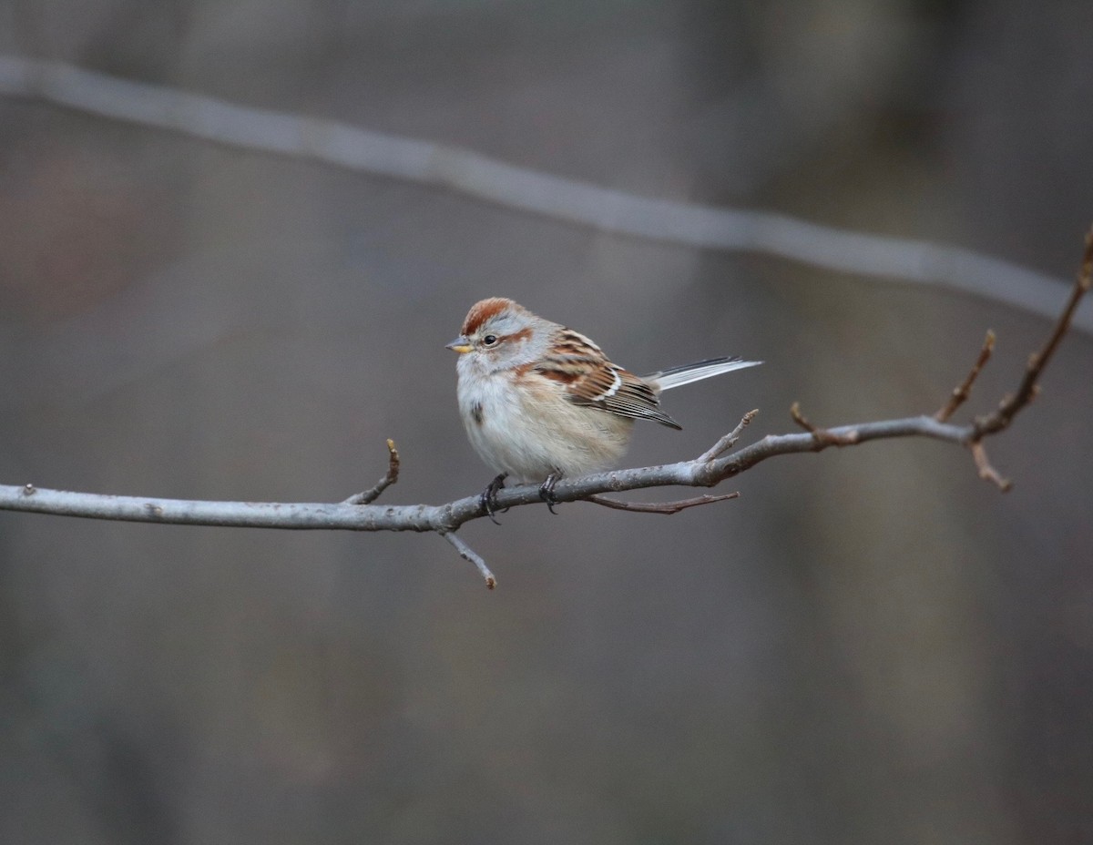 American Tree Sparrow - ML286330671