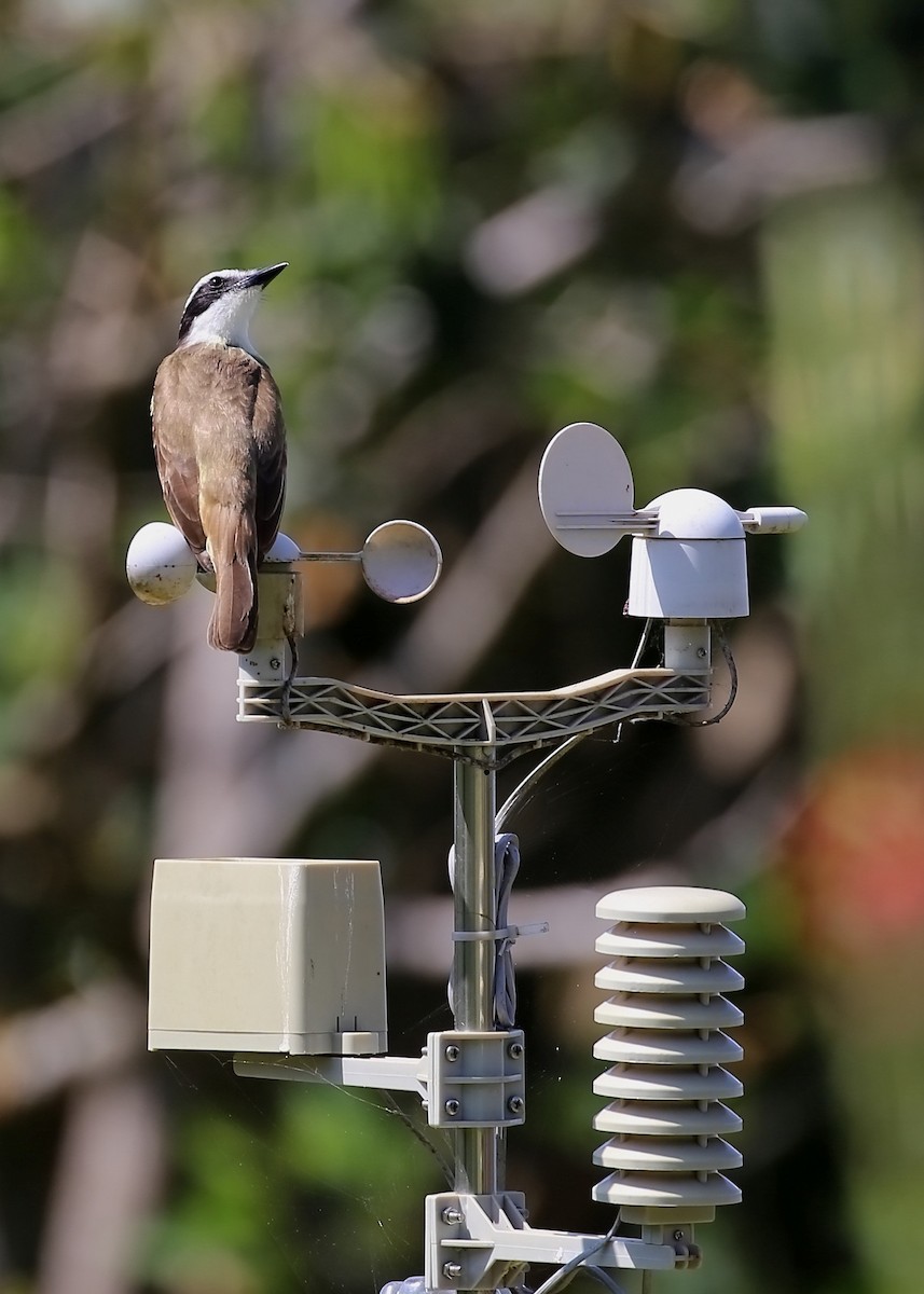 Great Kiskadee - ML286332041