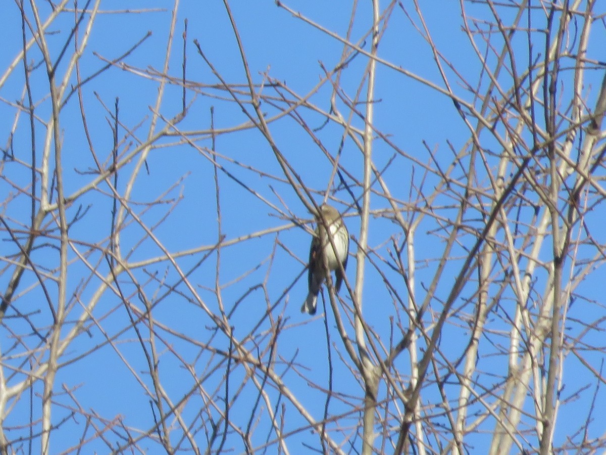 Yellow-rumped Warbler - ML286332281