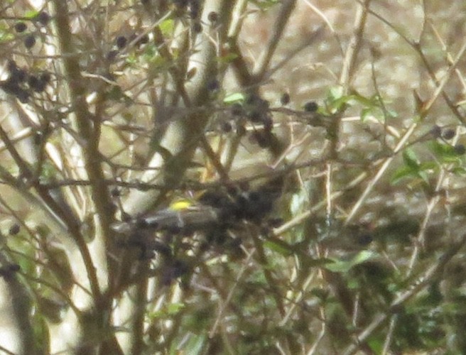 Yellow-rumped Warbler - ML286332311