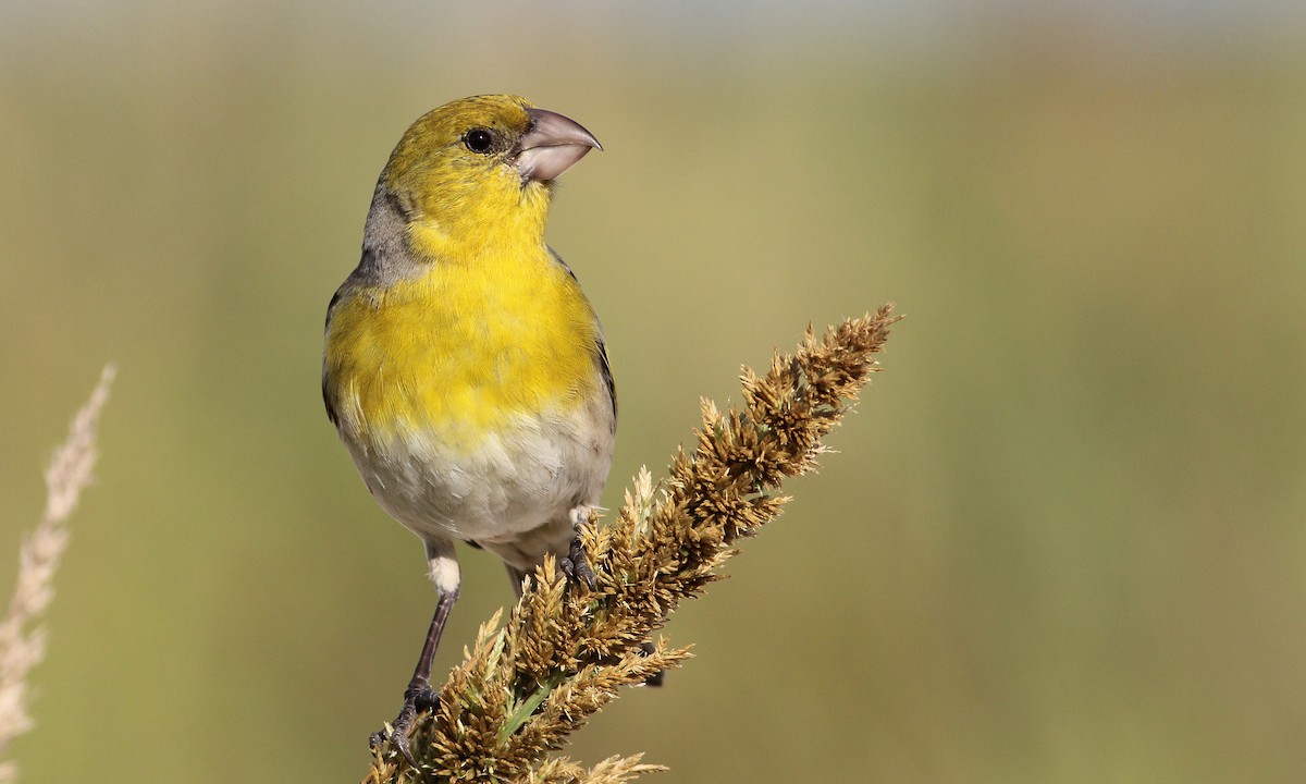 Laysan Finch - Cameron Rutt