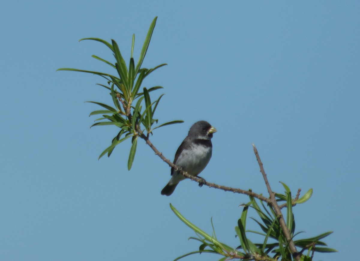 Double-collared Seedeater - ML286337631