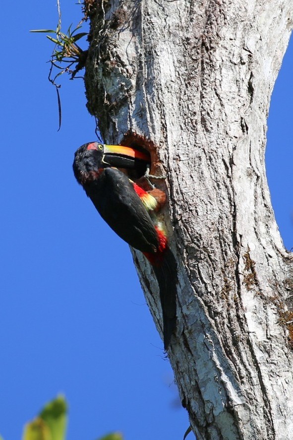 Fiery-billed Aracari - ML286338181