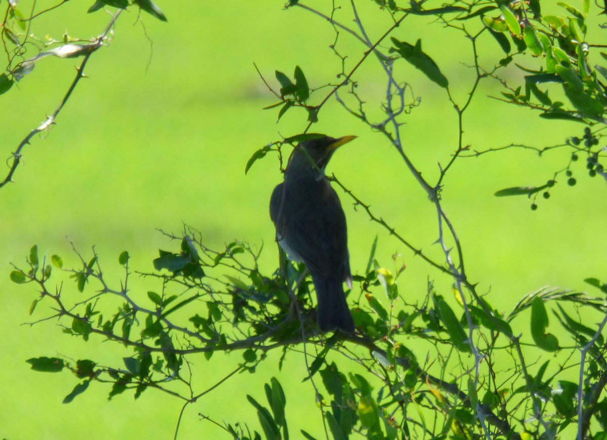 Creamy-bellied Thrush - ML286338881