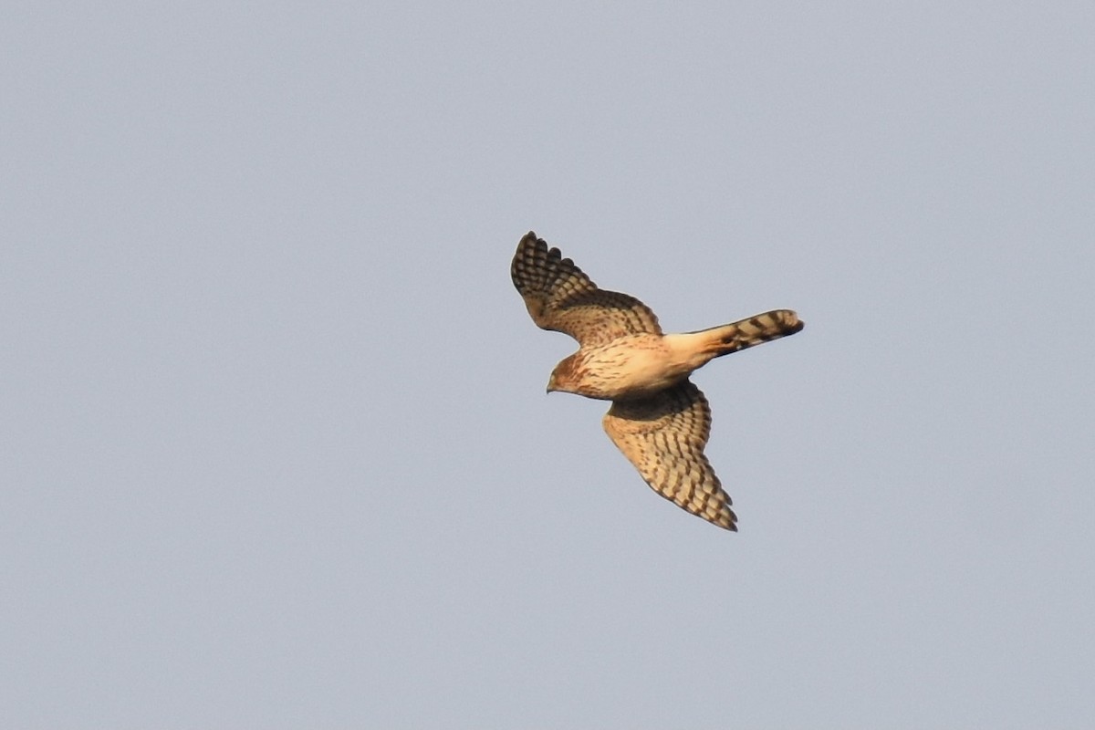 Cooper's Hawk - Luke Berg