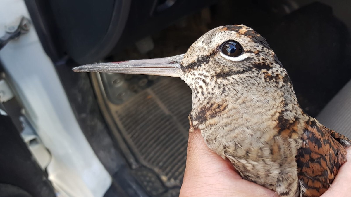 Eurasian Woodcock - ML286341351