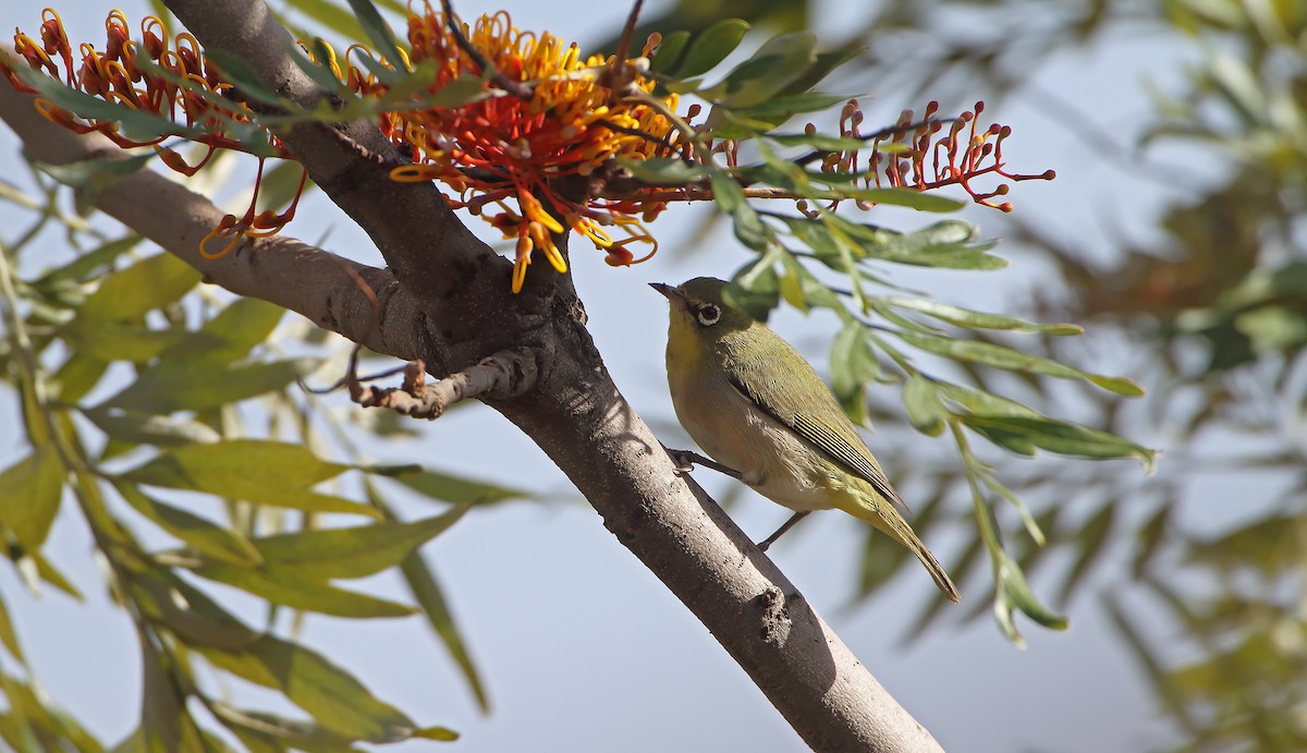 Abyssinian White-eye - ML286341871