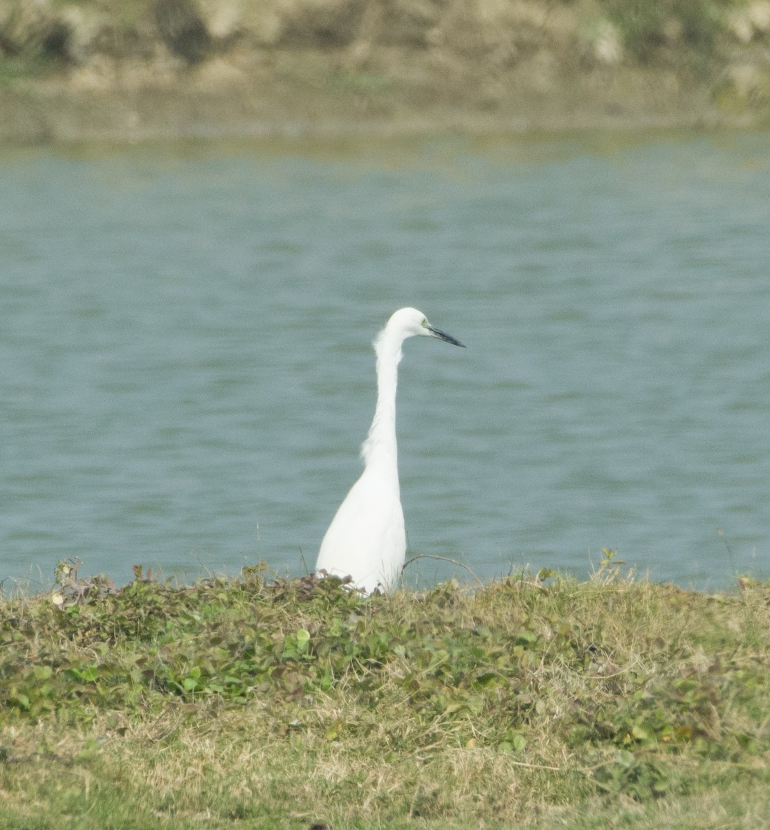 Little Egret - SWARUP SAHA