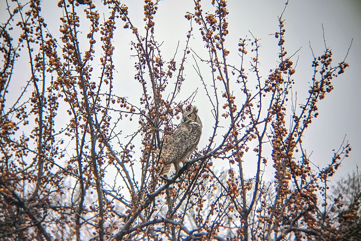 Great Horned Owl - ML286342521