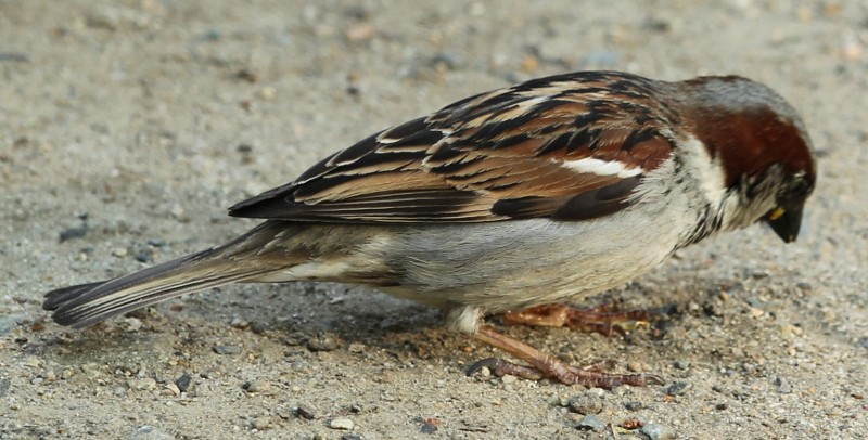 House Sparrow - sicloot