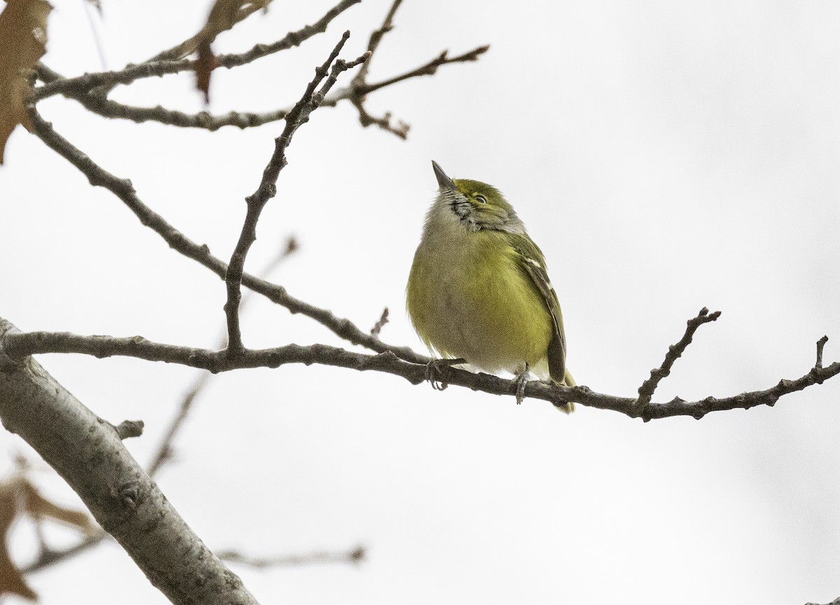 Vireo Ojiblanco - ML286344731