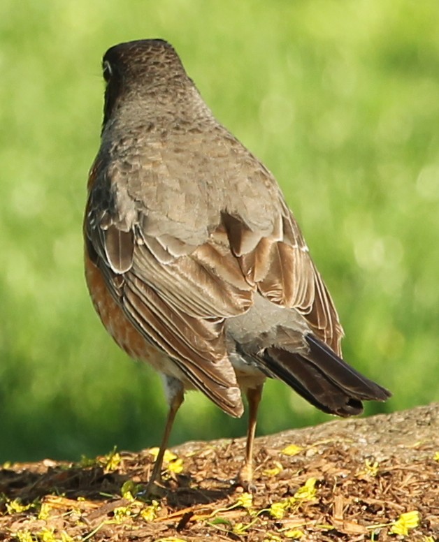 American Robin - sicloot