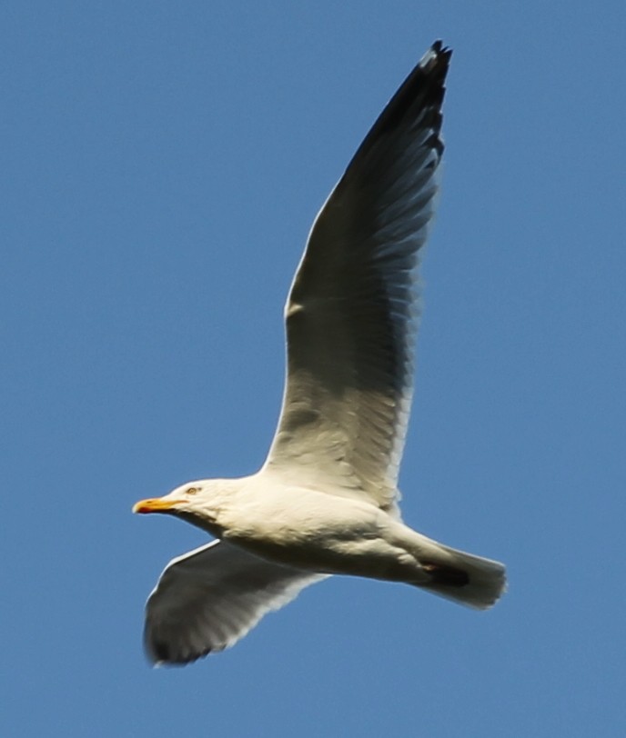 Gaviota Argéntea - ML28634671