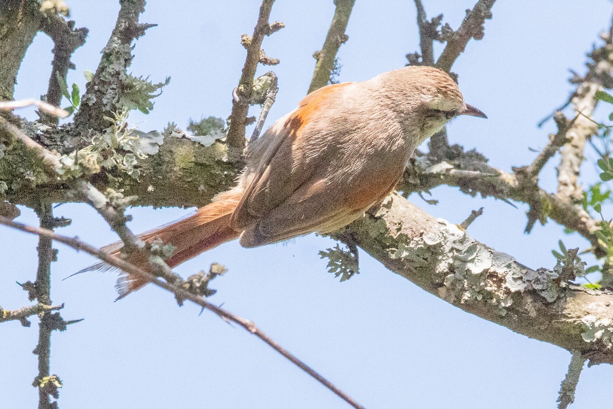 Stripe-crowned Spinetail - Ana Merlo