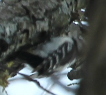 Downy Woodpecker - sicloot