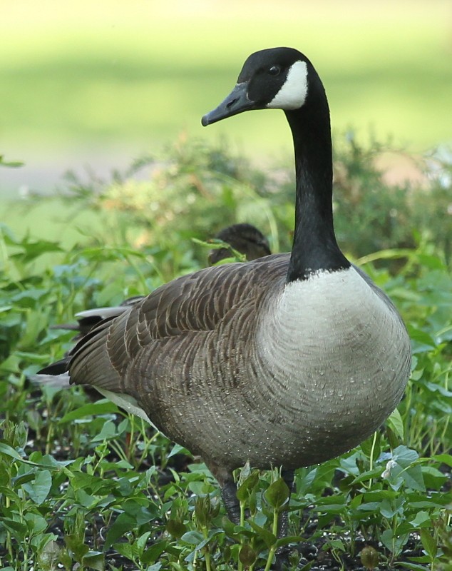 Canada Goose - ML28634801