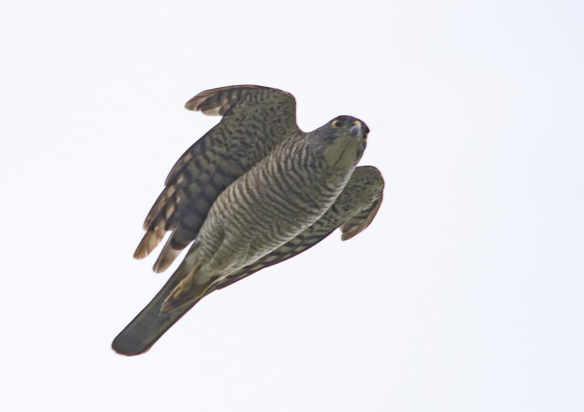 Japanese Sparrowhawk - ML286348781