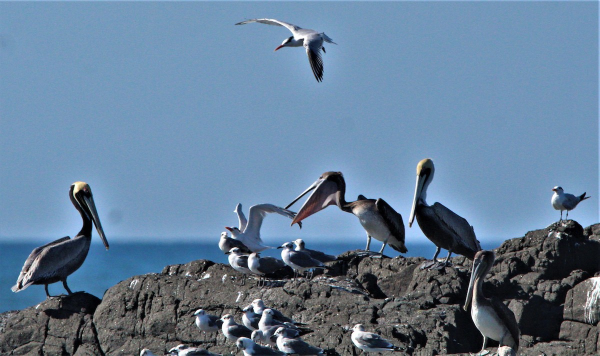 Royal Tern - Jeffrey McCrary