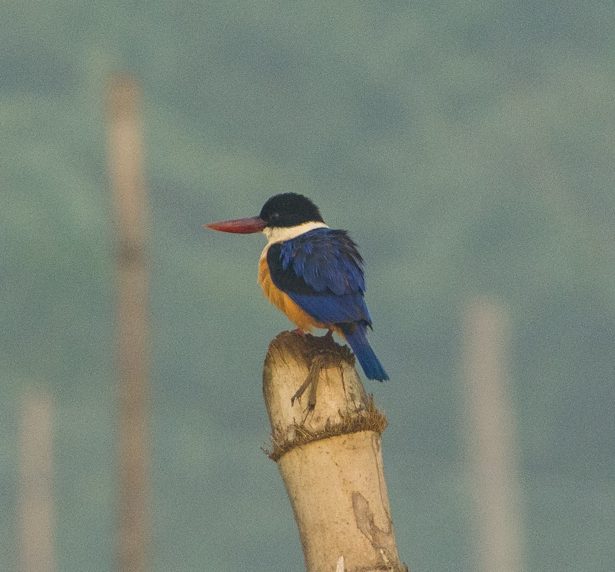 Black-capped Kingfisher - ML286349491