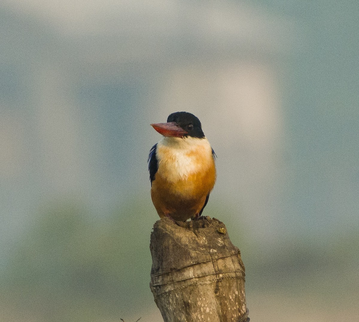 Black-capped Kingfisher - ML286349511