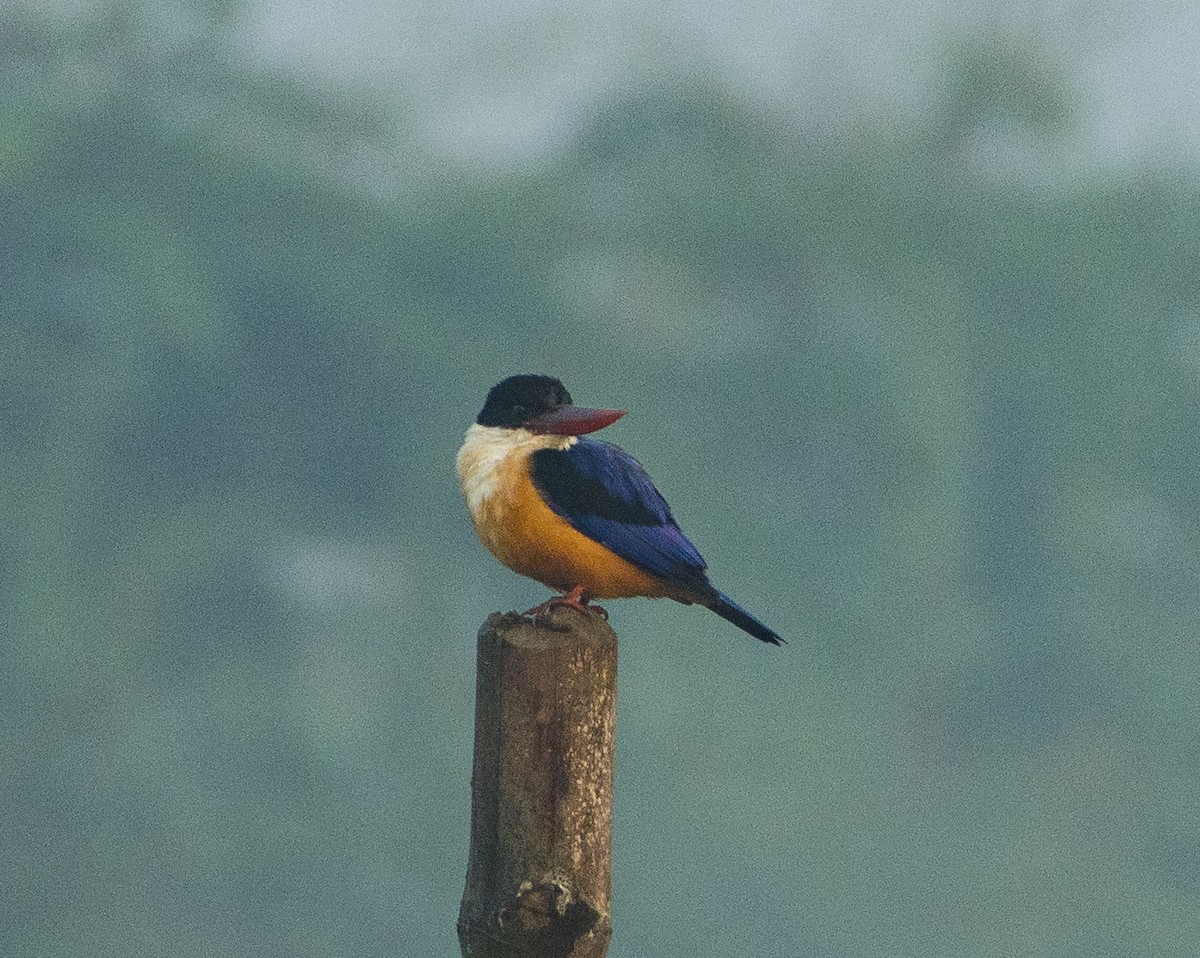 Black-capped Kingfisher - ML286349521