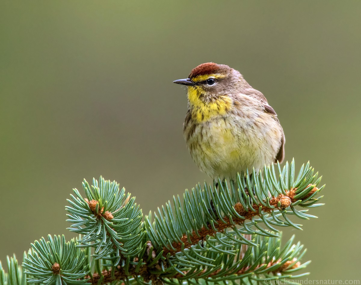 Palm Warbler - ML28634961