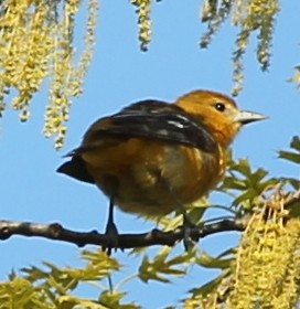 Baltimore Oriole - sicloot