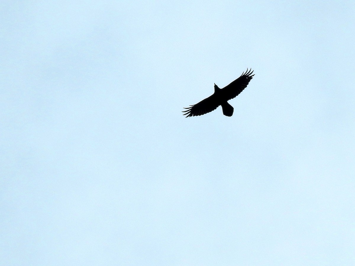 Common Raven - ML286350131