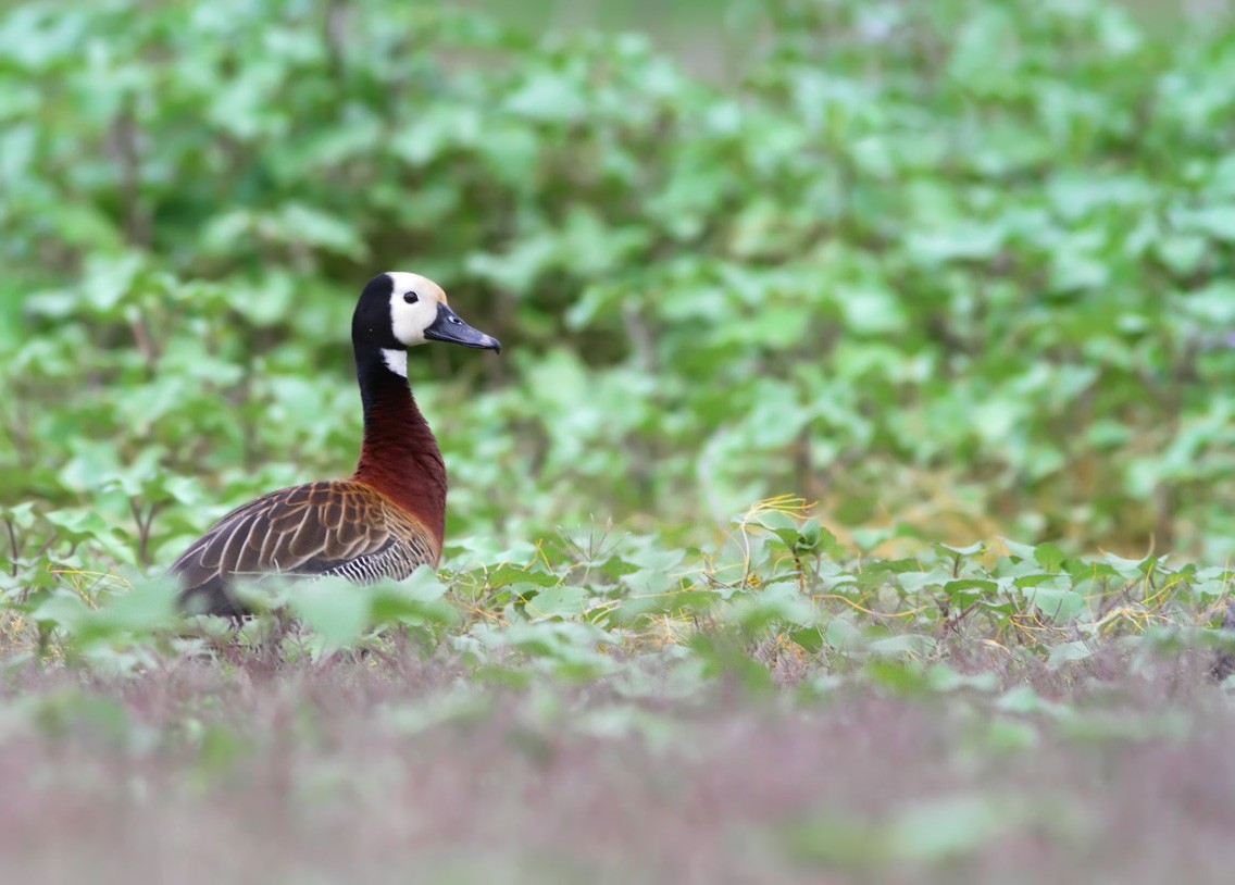 White-faced Whistling-Duck - ML286350141