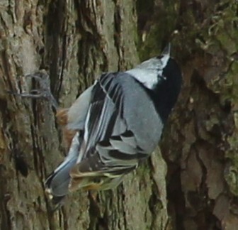 White-breasted Nuthatch - ML28635031