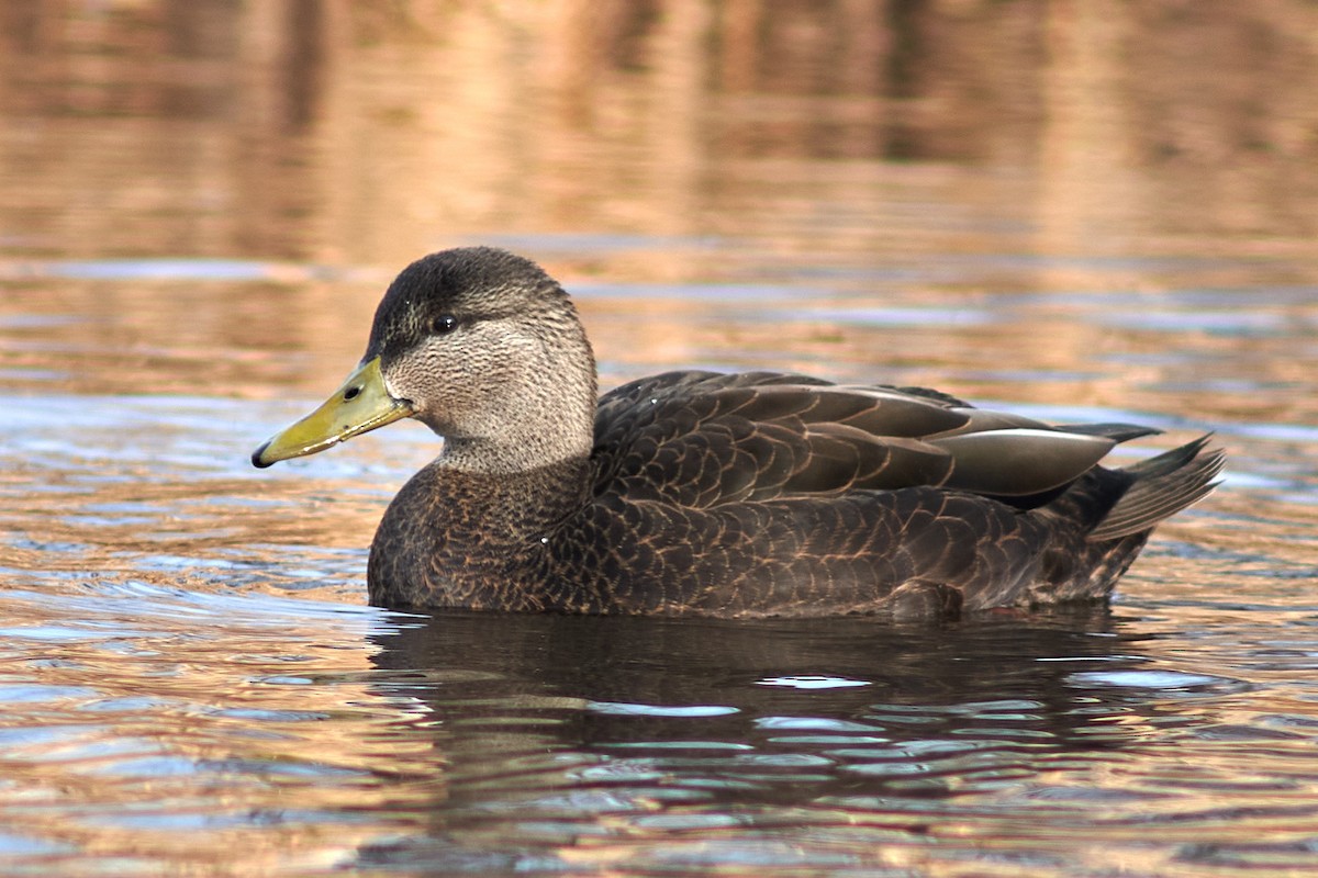 Canard noir - ML286351201