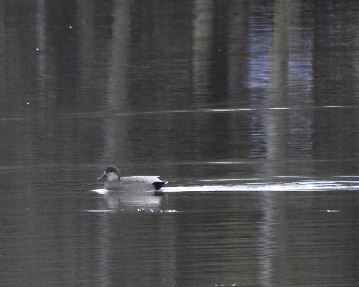 Canard chipeau - ML286351671