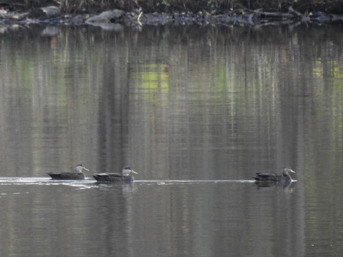 American Black Duck - ML286351781