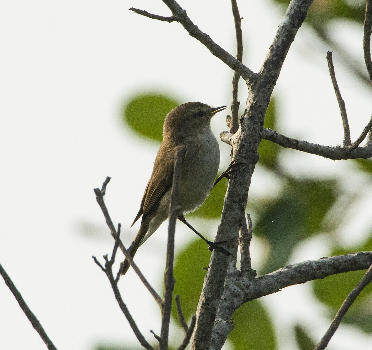 Common Chiffchaff - SWARUP SAHA