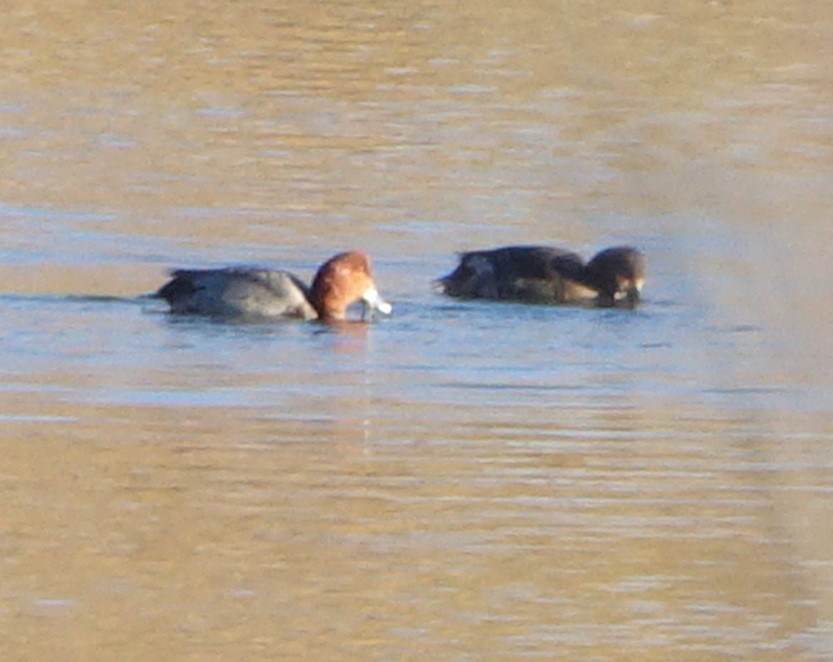 Redhead - ML286352091