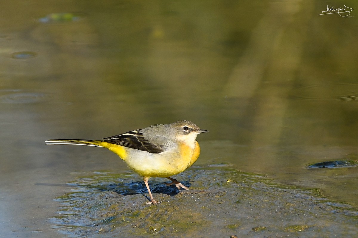 Gray Wagtail - António Caiado