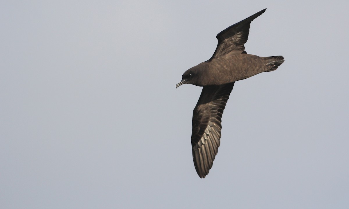 Christmas Shearwater - Cameron Rutt