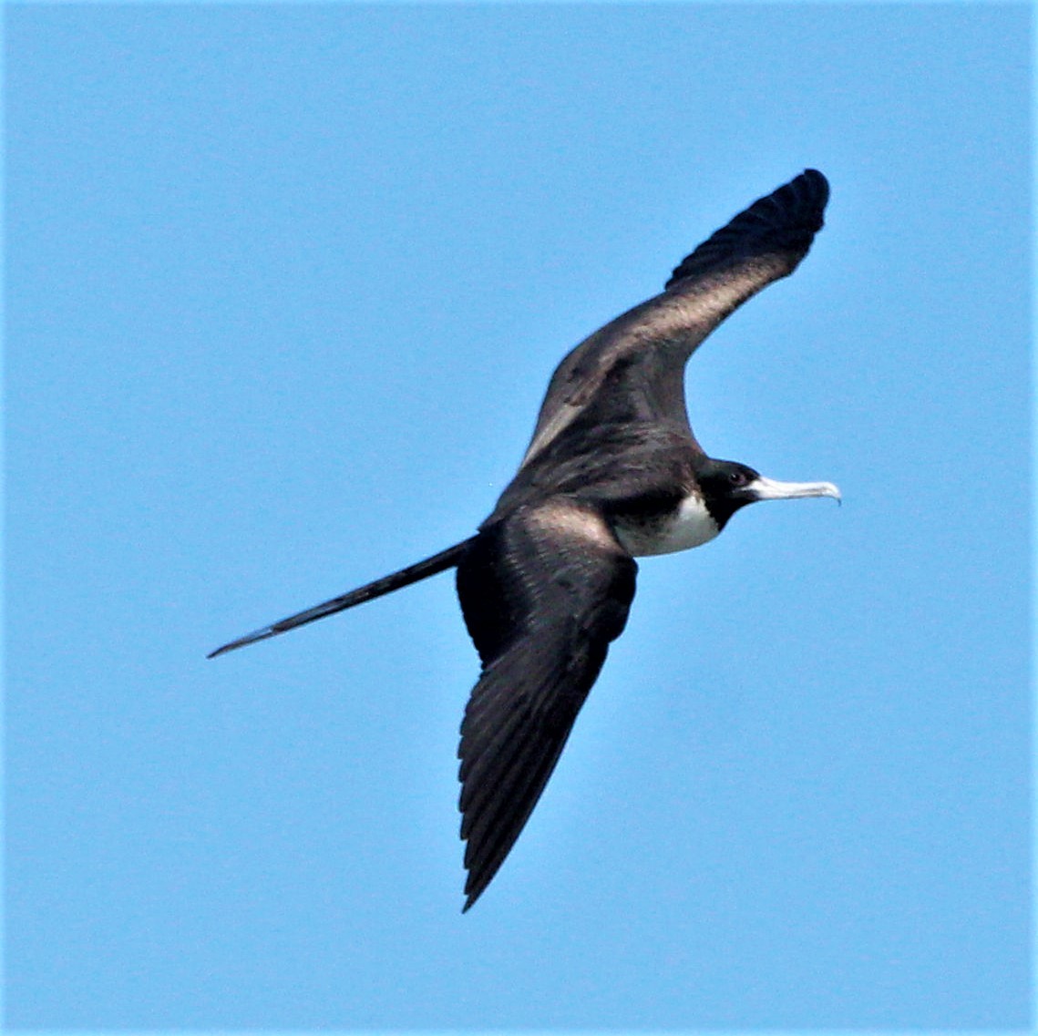 Magnificent Frigatebird - ML286352881